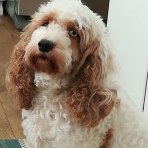 Meet your Posher, Kelly